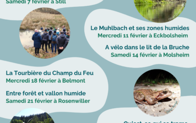 ZONES HUMIDES – SORTIES DÉCOUVERTES