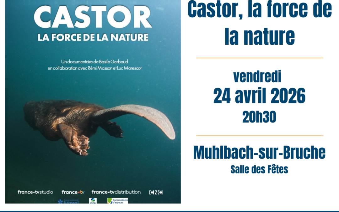 CINE DEBAT BRUCHE – Castor, la force de la nature