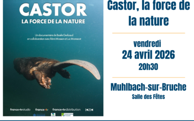CINE DEBAT BRUCHE – Castor, la force de la nature